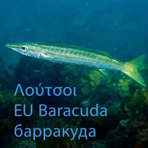 Λούτσος