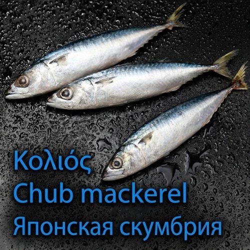 Κολιός