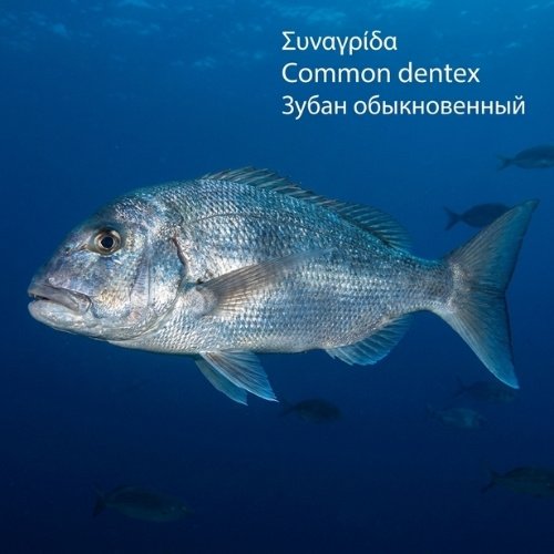 Συναγρίδα