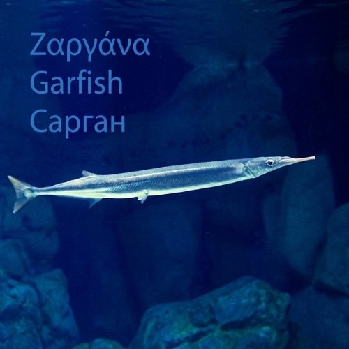Ζαργάνα