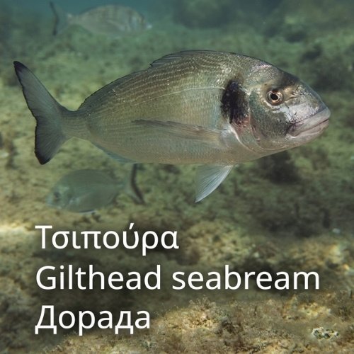 Τσιπούρα