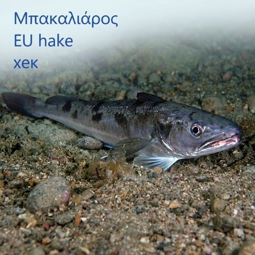 Μπακαλιάρος