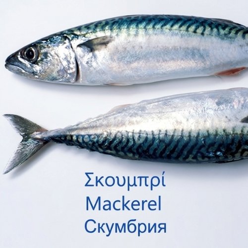 Σκουμπρί
