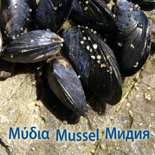 Μύδια