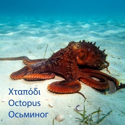 Χταπόδι