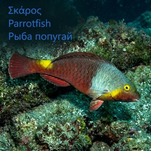 Σκάρος