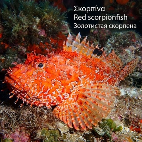 Σκορπίνα