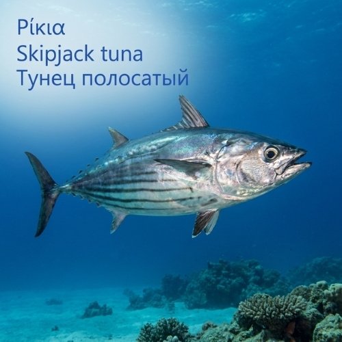 Ρίκια