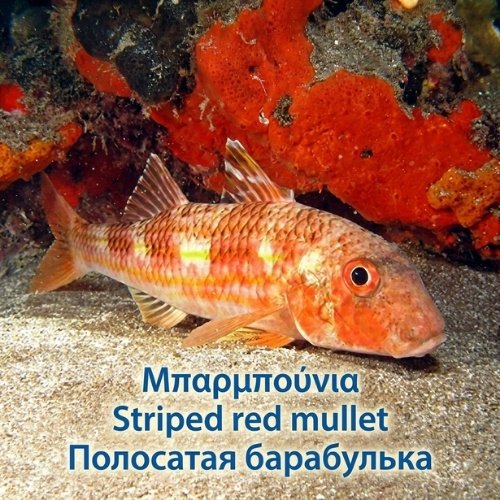 Μπαρμπούνια