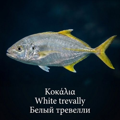 Κοκάλια